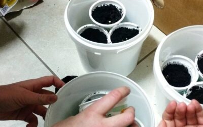 Uzgoj presadnica paprike i rajčice na satu njemačkoga jezika!
